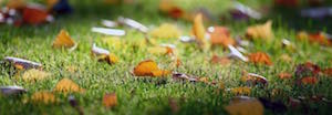 pelouse d'automne pelouse d'automne