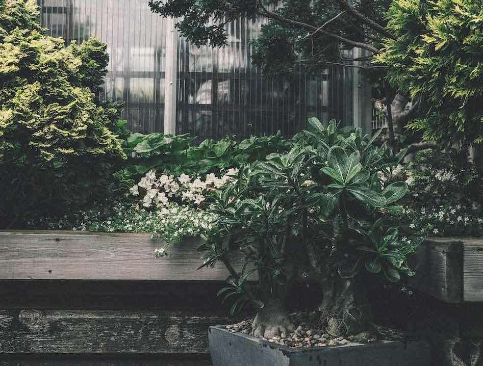 jardin vert