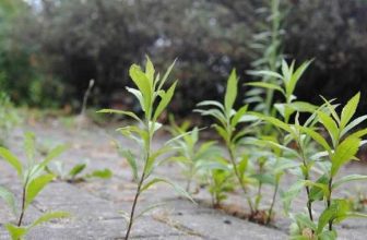 Mauvaise herbe herbicide