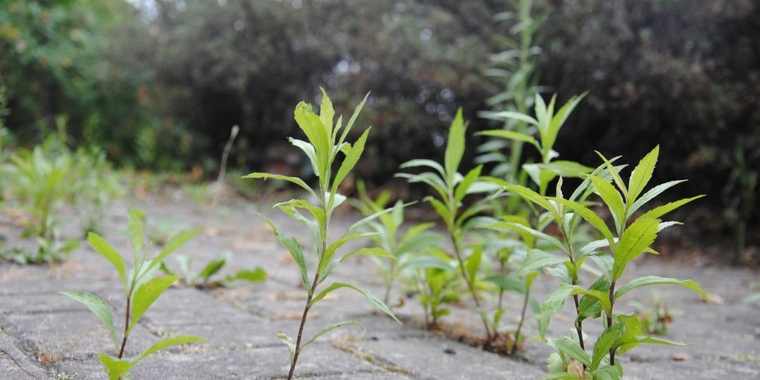 Mauvaise herbe herbicide